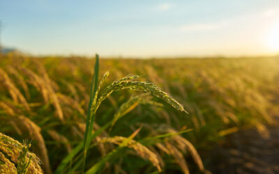 Comitê de Infraestrutura debate sobre efeitos da Reforma Tributária no Agro